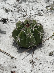 Melocactus