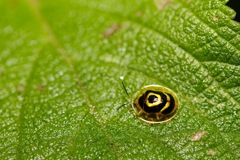 Ischnocodia annulus