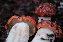 Leccinum manzanitae