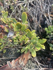 Arctostaphylos pumila
