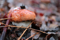 Leccinum manzanitae