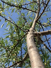 Prunus amygdalus