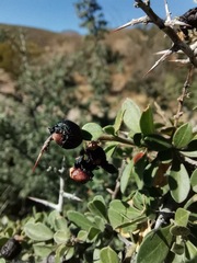 Condalia correllii