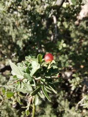 Condalia correllii