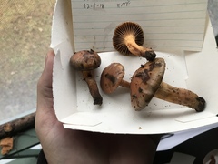 Chroogomphus vinicolor