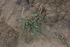 Antistrophus pisum