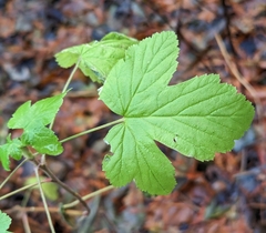 Ribes sanguineum