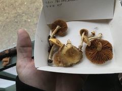 Cortinarius lewisii