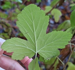 Ribes sanguineum