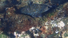 Cirrhitus rivulatus