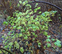 Ribes sanguineum