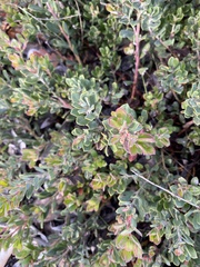 Arctostaphylos pumila