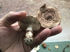 Tricholoma caligatum