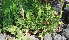 Beta vulgaris cicla