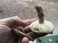 Tricholoma caligatum