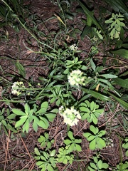 Diplotaxis erucoides