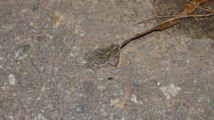 Rhinella dorbignyi