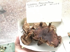 Tricholoma transmutans