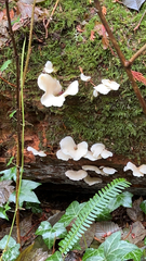 Pleurocybella porrigens