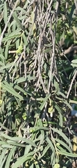 Varronia revoluta