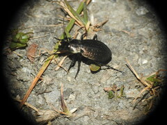 Carabus fairmairei