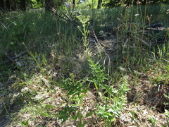 Hieracium umbellatum umbellatum