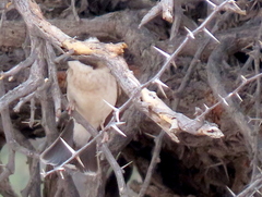 Plocepasser mahali mahali