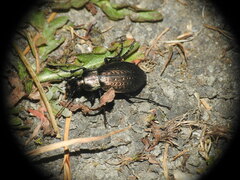 Carabus fairmairei