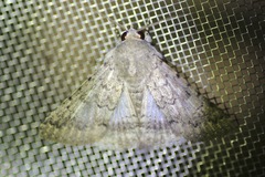 Pandesma