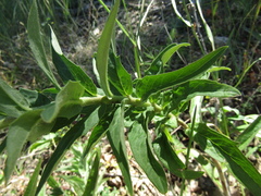 Hieracium umbellatum umbellatum