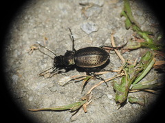 Carabus fairmairei