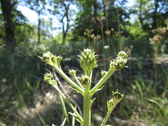 Hieracium umbellatum umbellatum