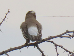 Plocepasser mahali mahali