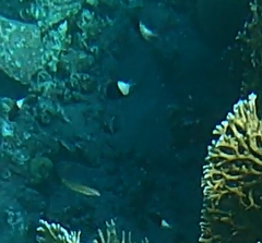 Pycnochromis dimidiatus