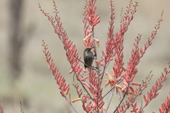 Chalcomitra senegalensis