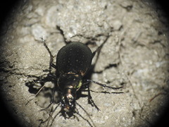 Carabus fairmairei