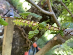 Ormiscodes amphimone