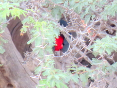 Laniarius atrococcineus