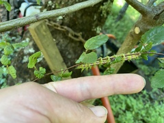 Ormiscodes amphimone