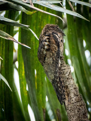 Nyctibius griseus