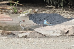 Uraeginthus cyanocephalus