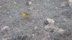 Setophaga petechia aureola