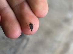 Harmostes fraterculus