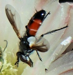 Cylindromyia intermedia