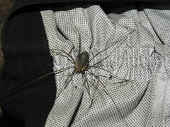 Mitopus glacialis