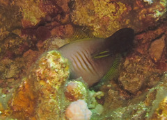 Amanses scopas