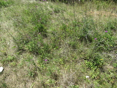 Centaurea scabiosa apiculata