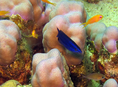 Larabicus quadrilineatus