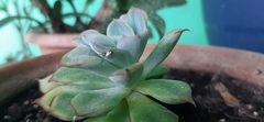 Echeveria pulidonis