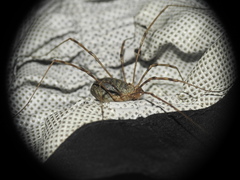 Mitopus glacialis